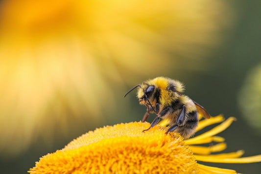 5 Facts über Bienen, die du noch nicht kennst