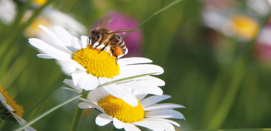 Mit Wachstüchern die Bienen retten