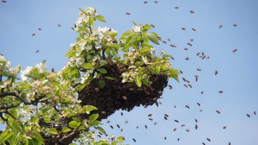 Wesensgemäße Bienenhaltung – Einblicke in die achtsame Art der Imkerei