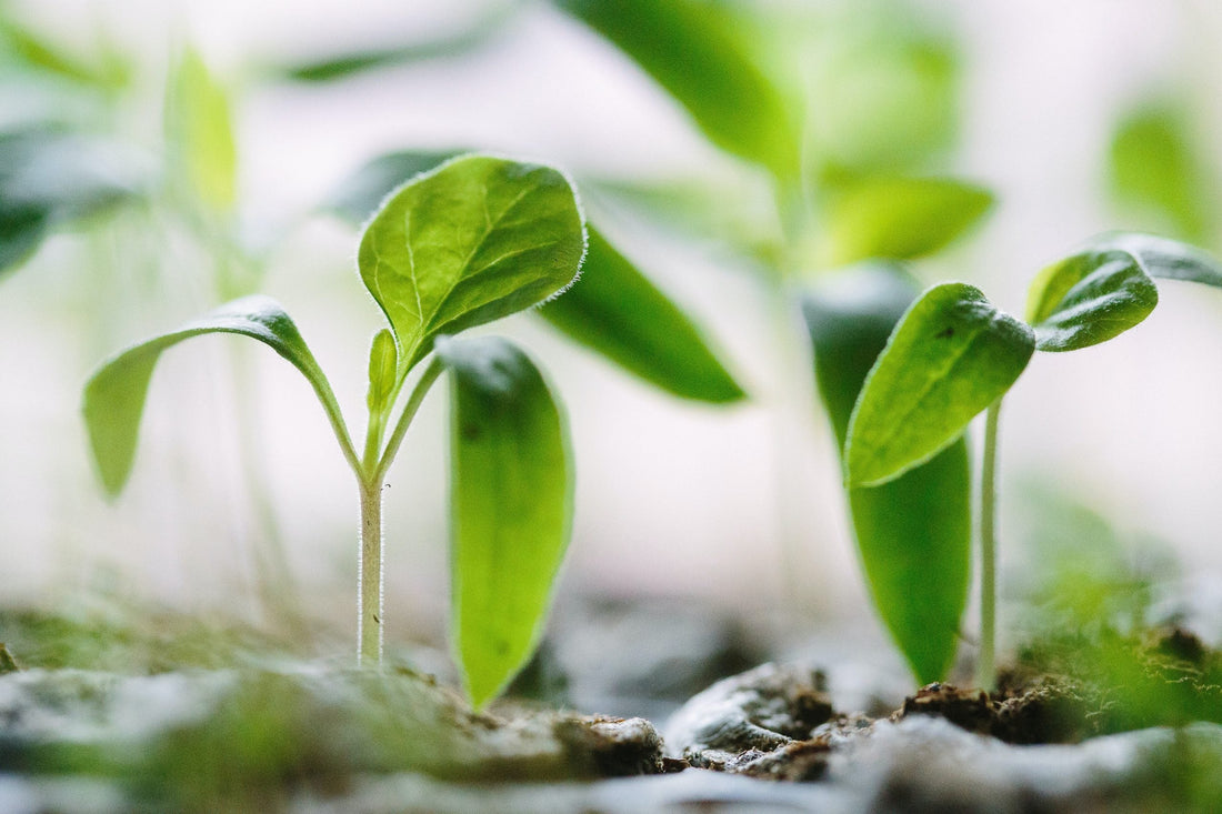 Greenwashing einfach erklärt: Was hinter dem Begriff steckt